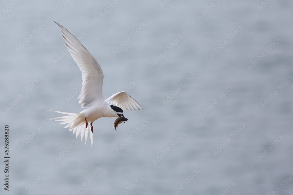 A close-up shot of a flying White-fronted Tern - Sterna striata - carring a fish (Blue cod), blurred sea background, at Aramoana mole, near Dunedin, in Otago, New Zealand A close-up shot of a flying White-fronted Tern - Sterna striata - carring a fish (Blue cod), blurred sea background, at Aramoana mole, near Dunedin, in Otago, New Zealand