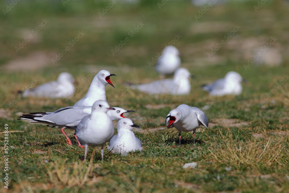 Black-billed Gull - Chroicocephalus bulleri - endemic to New Zealand and breeding in inland rivers - calling on grassland at Lake Tekapo, in South Island, New Zealand