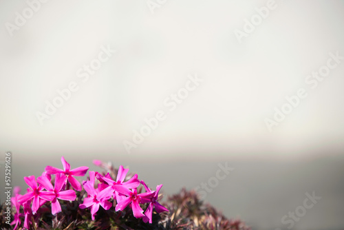 芝桜