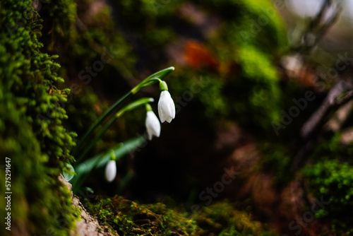 Snowdrop flowers