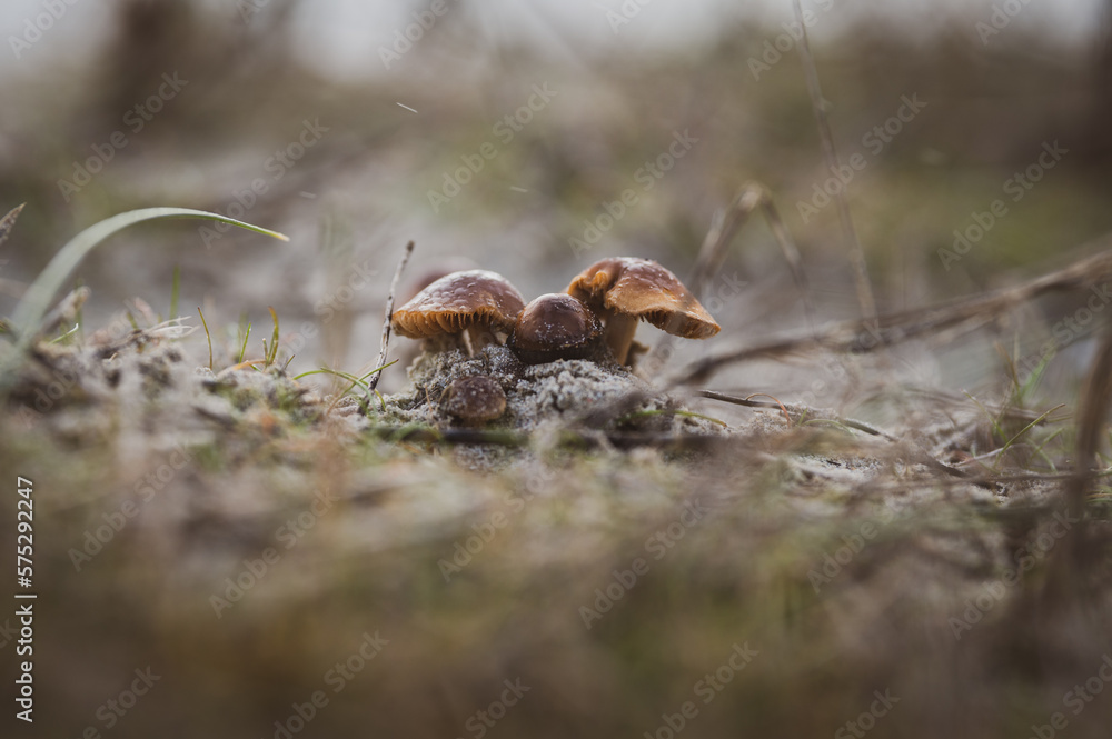 mushroom and fungi growing in a forest in australia. fungus in australian outback mushroom and fungi growing in a forest in australia. fungus in australian outback