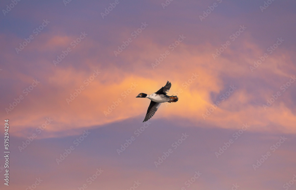 Obraz premium duck floating in the air, Common Goldeneye, Bucephala clangula