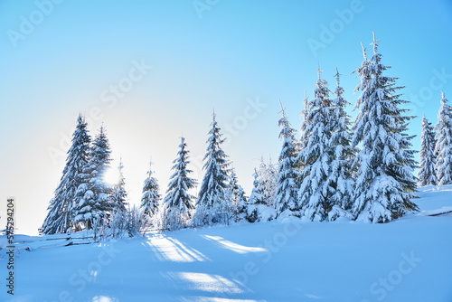 Picturesque landscape of winter hills covered with pine forests. Misty mountains in winter. Foggy winter landscape. Scenic view. Sunrise. © Василь Івасюк
