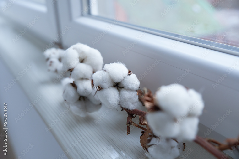 Сotton flowers on the windowsill. White fluffy cotton swabs. Dried cotton plants on the windowsill in the light room. Сotton flowers on the windowsill. White fluffy cotton swabs. Dried cotton plants on the windowsill in the light room.