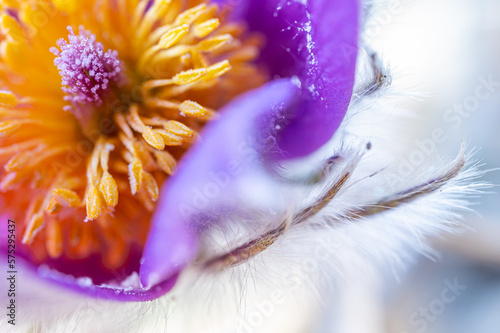 Küchenschelle im Detail