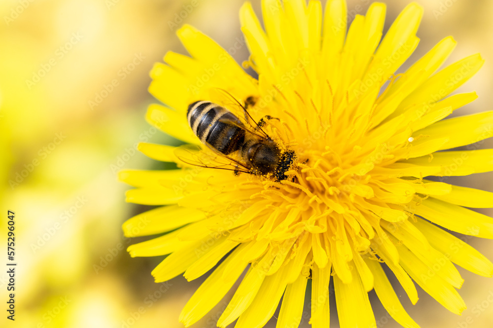 pszczoła miodna zbiera pyłek na żółtym kwiatku mniszka lekarskiego - obrazy, fototapety, plakaty 