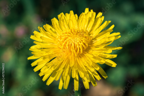 mniszek lekarski kwitnący żółty kwiat zwany mleczem w zbliżeniu