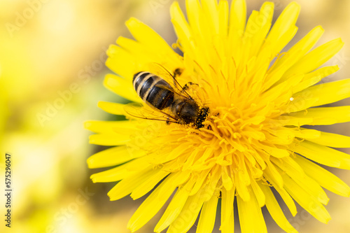 pszczoła miodna zbiera pyłek na żółtym kwiatku mniszka lekarskiego © Henryk Niestrój