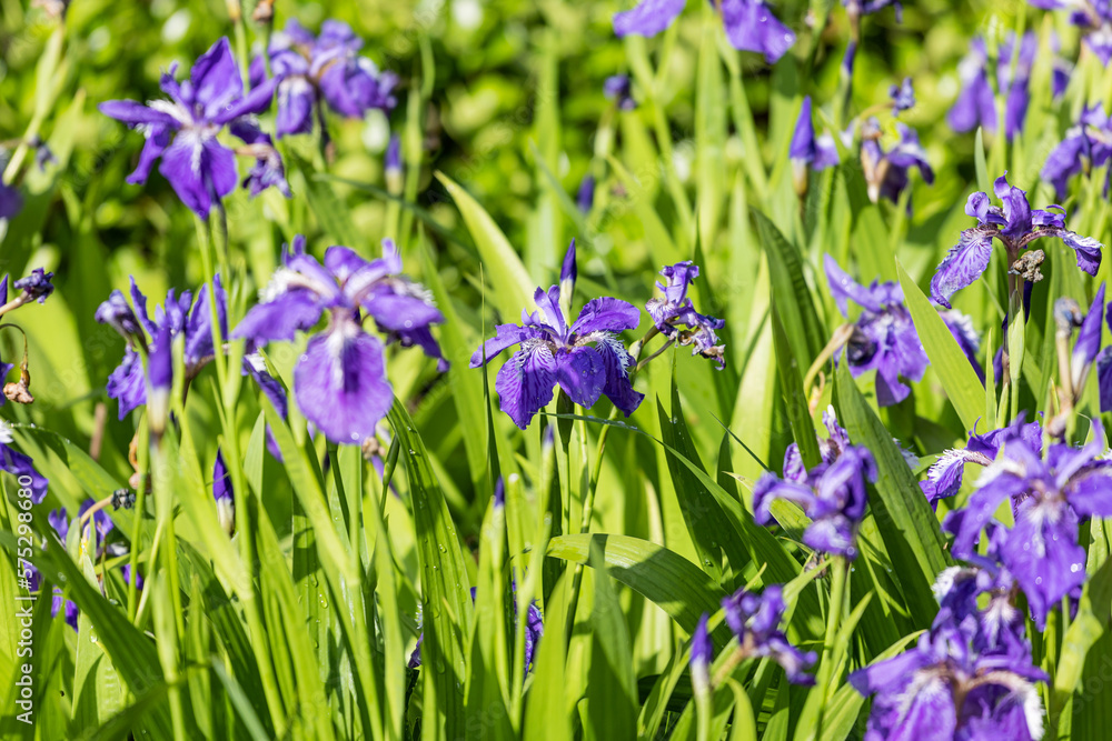 A mass of irises growing in the park A mass of irises growing in the park