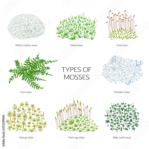 Photography Types of hand drawn mosses