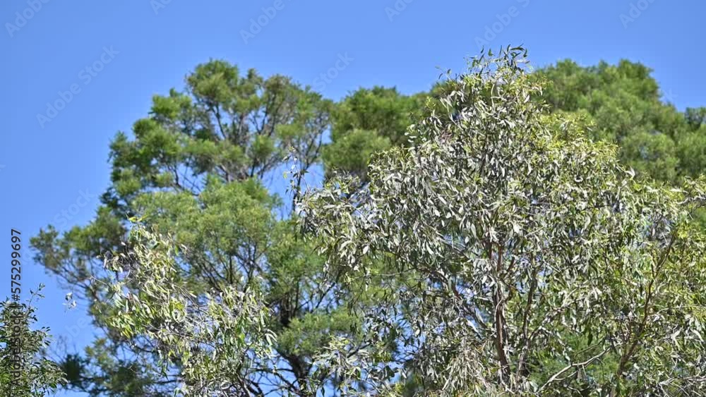 Slow motion of australian bush in summer. gum trees and grass blowing in the wind Slow motion of australian bush in summer. gum trees and grass blowing in the wind