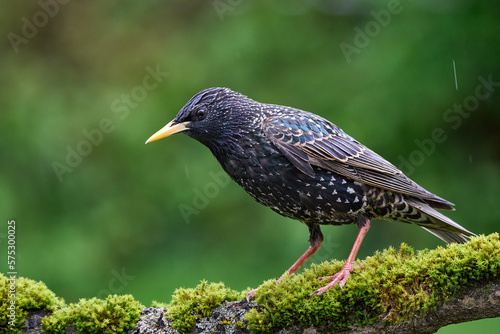 starling in the rain © Axel