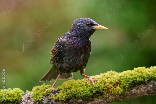 Foto starling in the rain