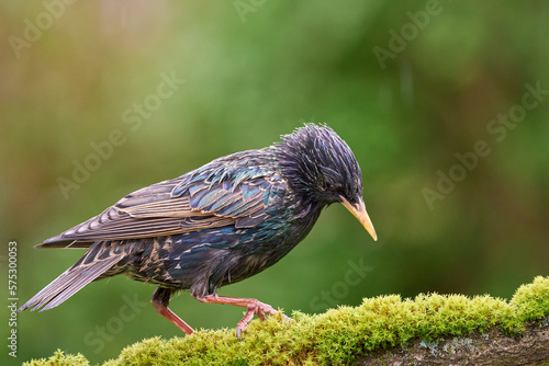 Bilde på lerret starling in the rain