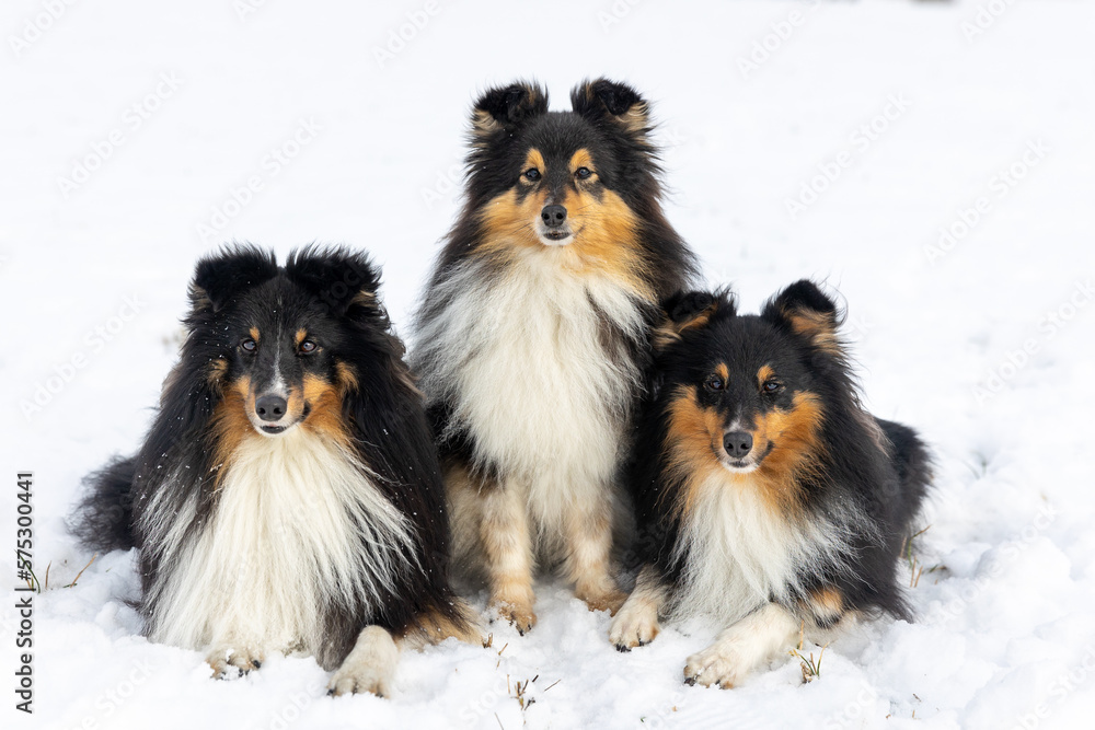 Three black and white with sable tan shetland sheepdog winter portrait in the forest with background of white snow. Sweet cute and fluffy little lassie, collie, sheltie dog sitting on fresh snow