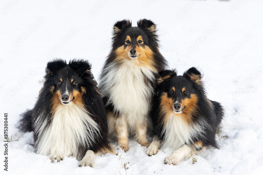 Three black and white with sable tan shetland sheepdog winter portrait in the forest with background of white snow. Sweet cute and fluffy little lassie, collie, sheltie dog sitting on fresh snow Three black and white with sable tan shetland sheepdog winter portrait in the forest with background of white snow. Sweet cute and fluffy little lassie, collie, sheltie dog sitting on fresh snow
