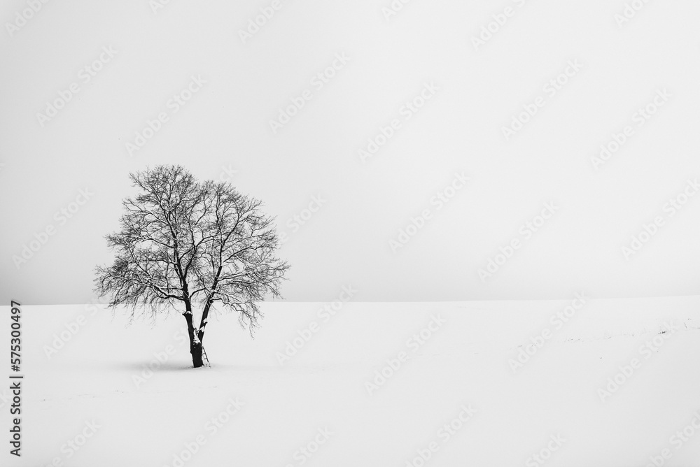 Fototapeta premium Winter minimalism