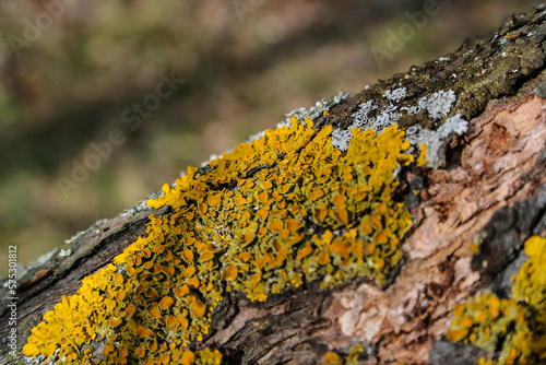 Yellow-green moss on the bark of an old tree.