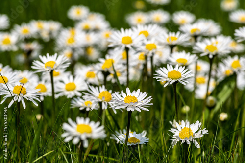 małe stokrotki na zielonej łące jak dywan kwiatów albo łąka kwiatowa © Henryk Niestrój