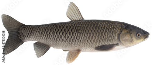 Freshwater fish isolated on white background closeup, large resolution. The grass carp is a fish in the carp family Cyprinidae, type species: Ctenopharyngodon idella