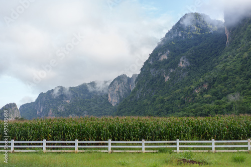 Misty morning scene with corn field and grass field  Landscape with fog.