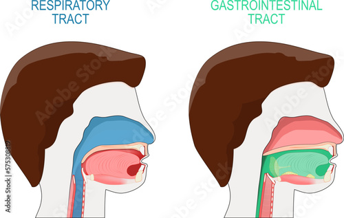 gastrointestinal tract and respiratory system. Cross section of a human head.
