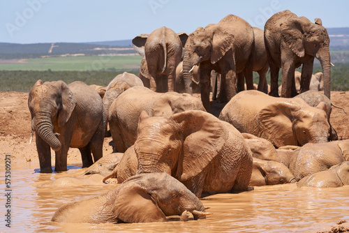 African elephants (Loxodonta africana) bathing at a muddy waterhole in Addo Elephant National Park, Western Cape, South Africa                  