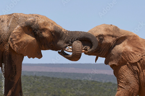African elephant (Loxodonta africana) intertwine  trunks at a waterhole in Addo Elephant National Park, Western Cape, South Africa