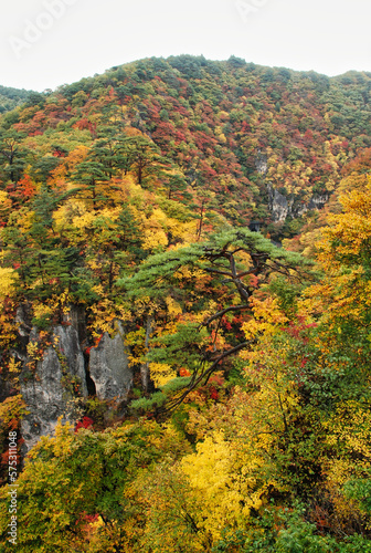 Japanese Scenery - Autumn mountain