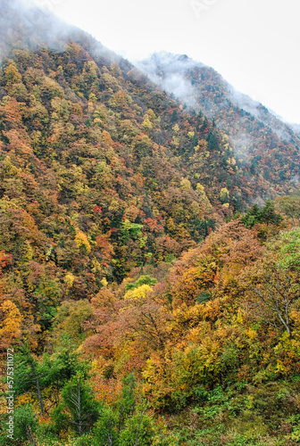 Japanese Scenery - Autumn mountain