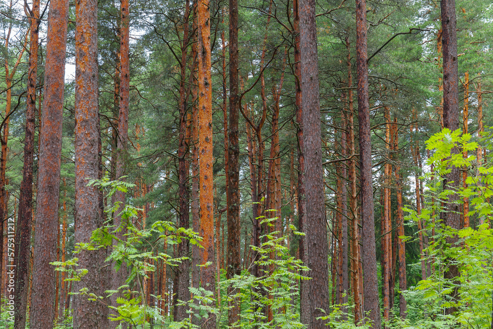 Obraz premium Evergreen pine forest, gloomy weather. Tree trunks close-up. Abstract natural pattern, texture, background. Pure nature concept