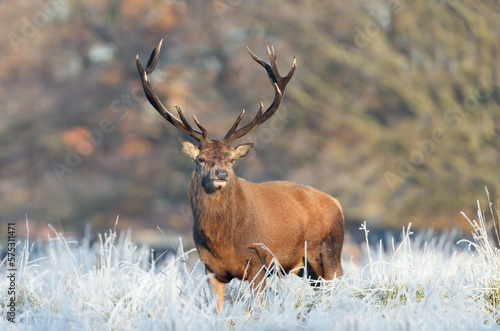 Close up of a Red deer stag in winter