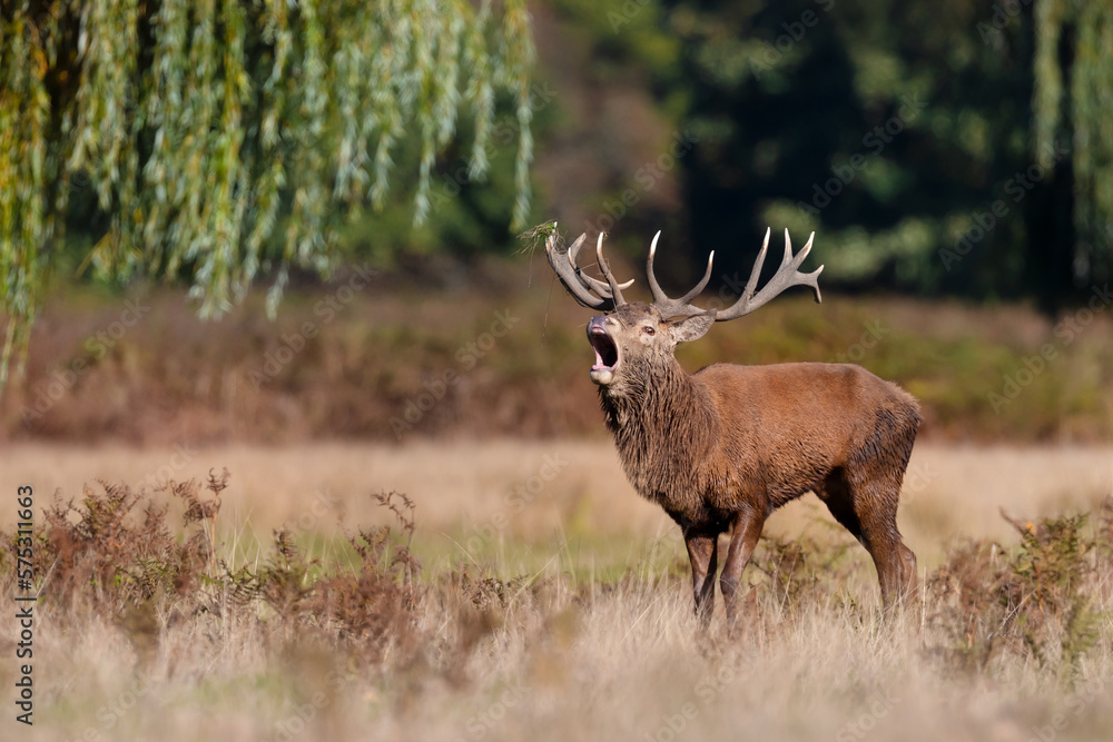 Red deer calling during the rut in autumn Red deer calling during the rut in autumn