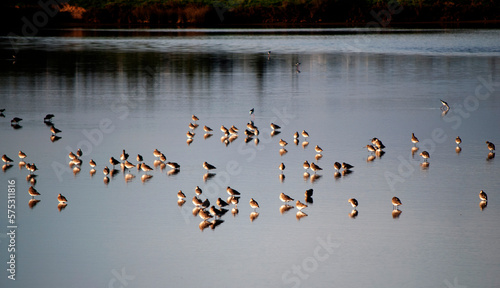 Foto bando de aves