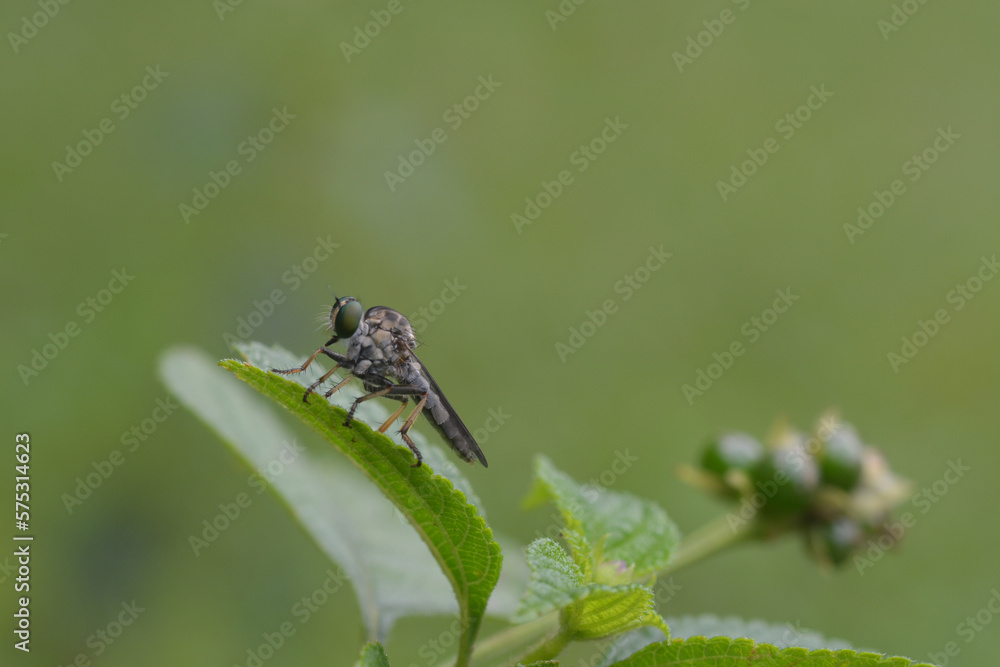 Fototapeta premium a gray robber fly that perches on a leaf