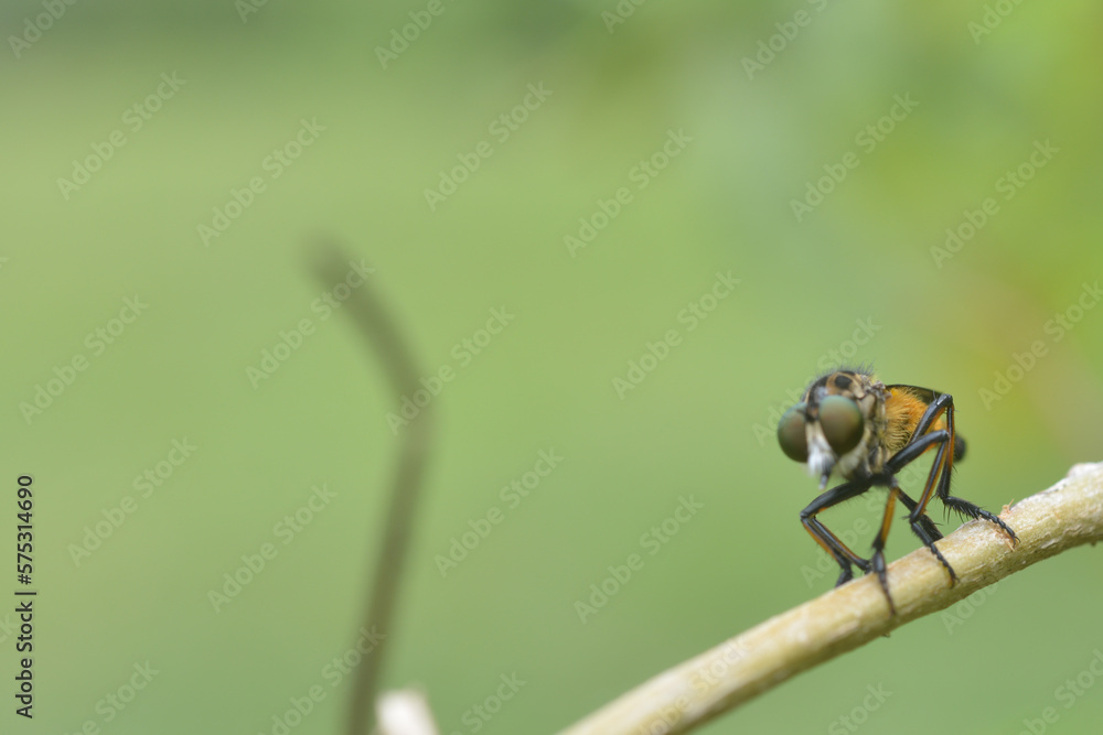 robber fly tiger perched on a tree branch eating insects