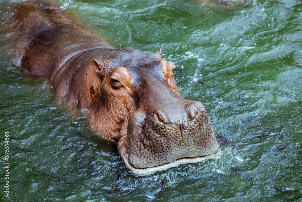 Fototapeta premium Huge Brown Hippo in the River, Thailand