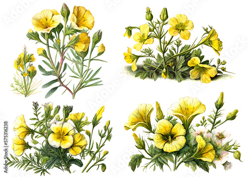 Evening primrose flower and oil watercolor style. ai generated.