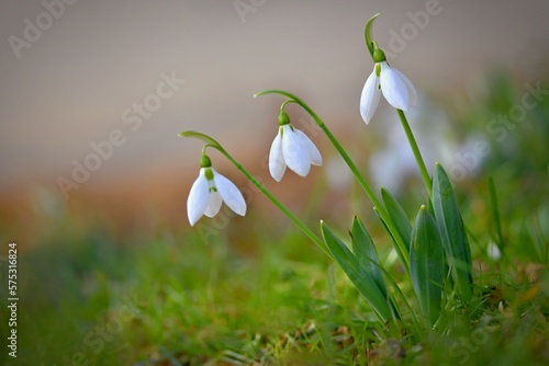 Spring flowers - snowdrops. Beautifully blooming in the grass at sunset. Amaryllidaceae - Galanthus nivalis