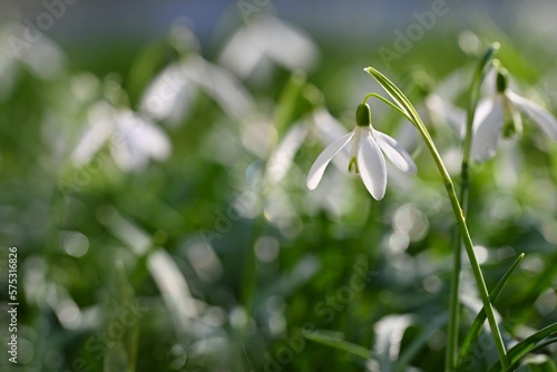 Spring flowers - snowdrops. Beautifully blooming in the grass at sunset. Amaryllidaceae - Galanthus nivalis © montypeter