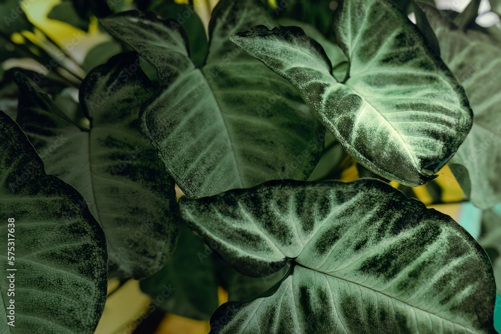 Obraz premium Tricolor Nephthytis or Syngonium podophyllum, heart-shaped green leaves, beautifully patterned leaf close-ups, dramatic dark tones, macro shot of a house plant growing in greenhouse, 