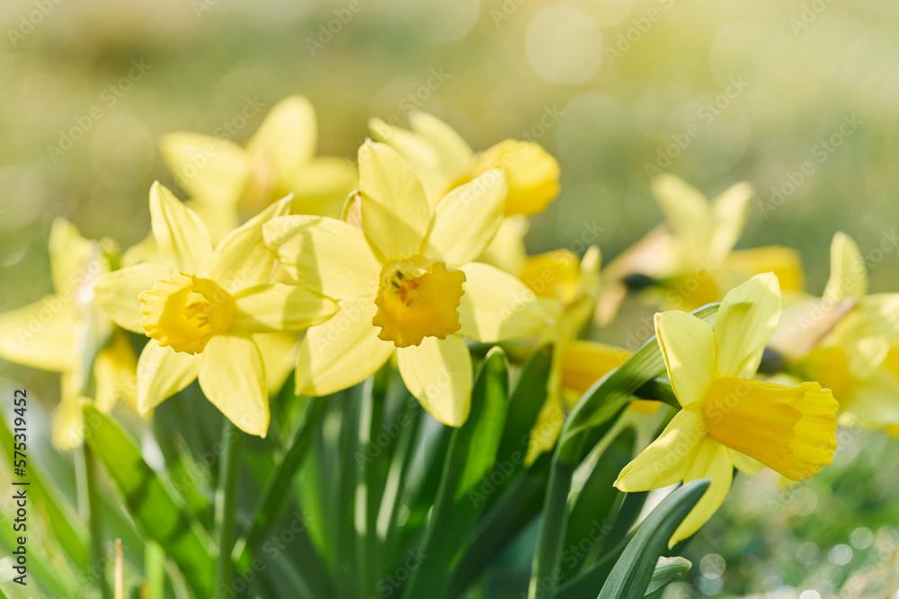 Jonquil in meadow. Spring flower and defocused nature background
Jonquil in meadow. Spring flower and defocused nature background