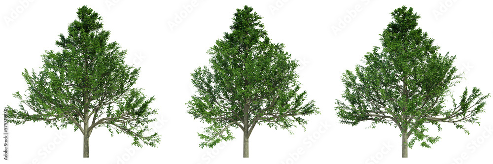 various tree isolated on white, photorealistic render various tree isolated on white, photorealistic render