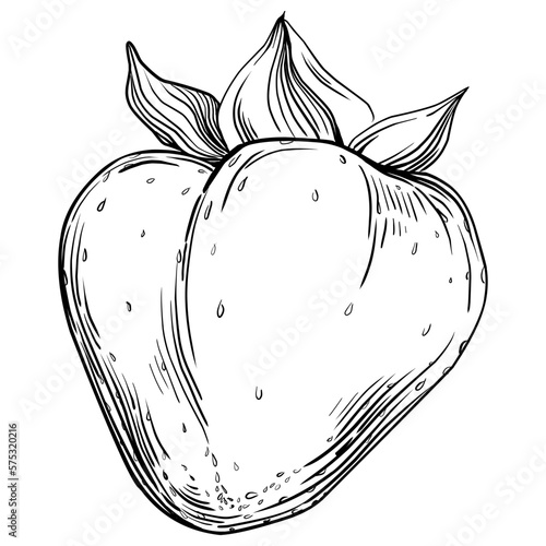 Strawberry Hand drawn outline with transparent background. Vector