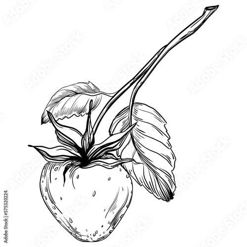 Strawberry Hand drawn outline with transparent background. Vector