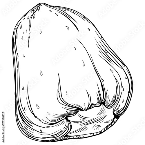 Strawberry Hand drawn outline with transparent background. Vector