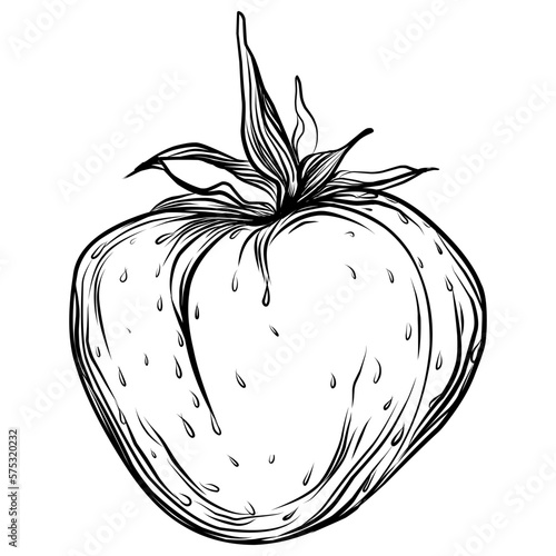 Strawberry Hand drawn outline with transparent background. Vector