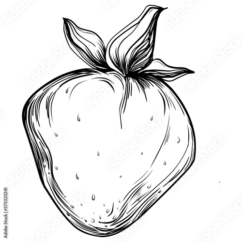 Strawberry Hand drawn outline with transparent background. Vector