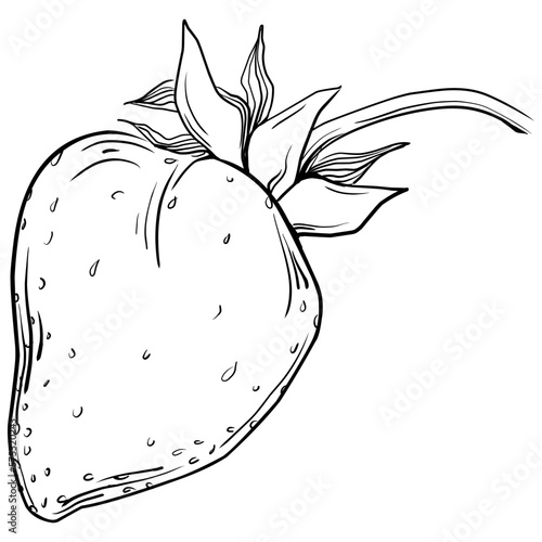 Strawberry Hand drawn outline with transparent background. Vector