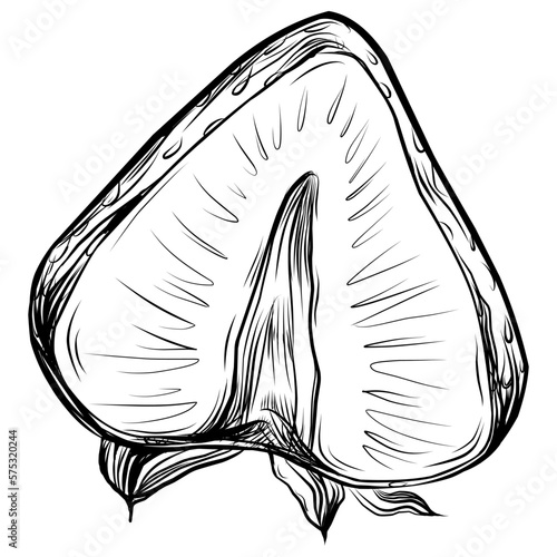 Strawberry Hand drawn outline with transparent background. Vector